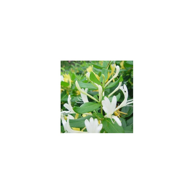 MASEL 3L 1caña/tut.160/180 E