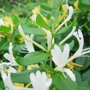 MASEL 3L 1caña/tut.160/180 E