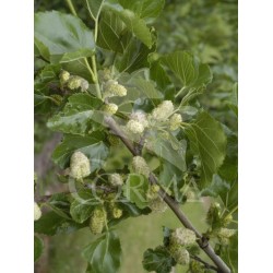 MORAL 10L Copa 150/170 E