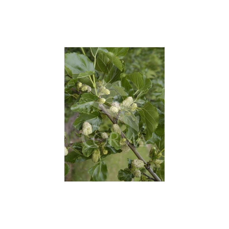 MORAL 10L Copa 150/170 E