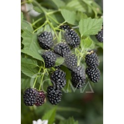 MORAS 11x11-2L...