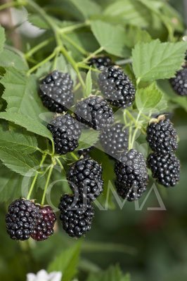 MORAS 11x11-2L 3caña/tut.40/60 E