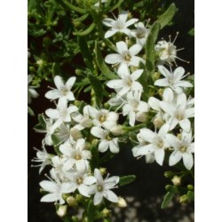 MYOPA 2,5L E