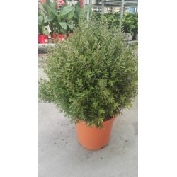 MYRMI 8L Alt.30/40 E