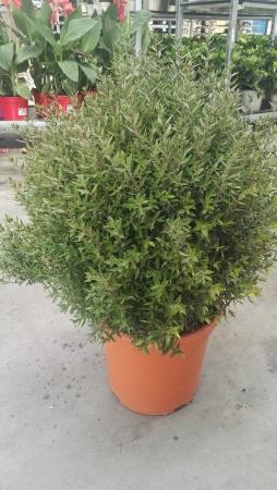 MYRMI 8L Alt.30/40 E