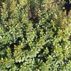 MYRSI 15,5x15,5-2,5L...