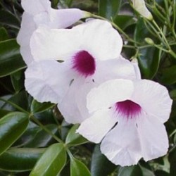 PANDO 11x11-2L 1 caña/tut.75