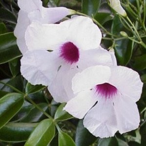 PANDO 11x11-2L 1 caña/tut.75