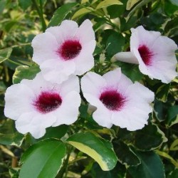 PANVA 11x11-2L 1 caña/tut.75