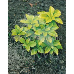 PATER 14x14-2L MC E