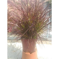 PEARU 17,5x17,5-4L MC