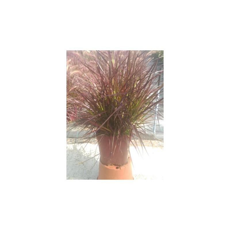 PEARU 17,5x17,5-4L MC