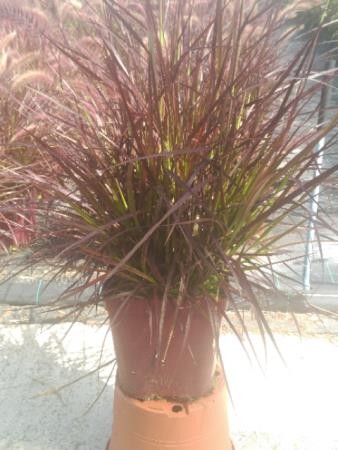 PEARU 17,5x17,5-4L MC