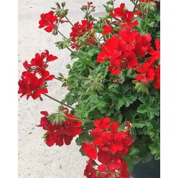 PELIS 25 TT Colgador