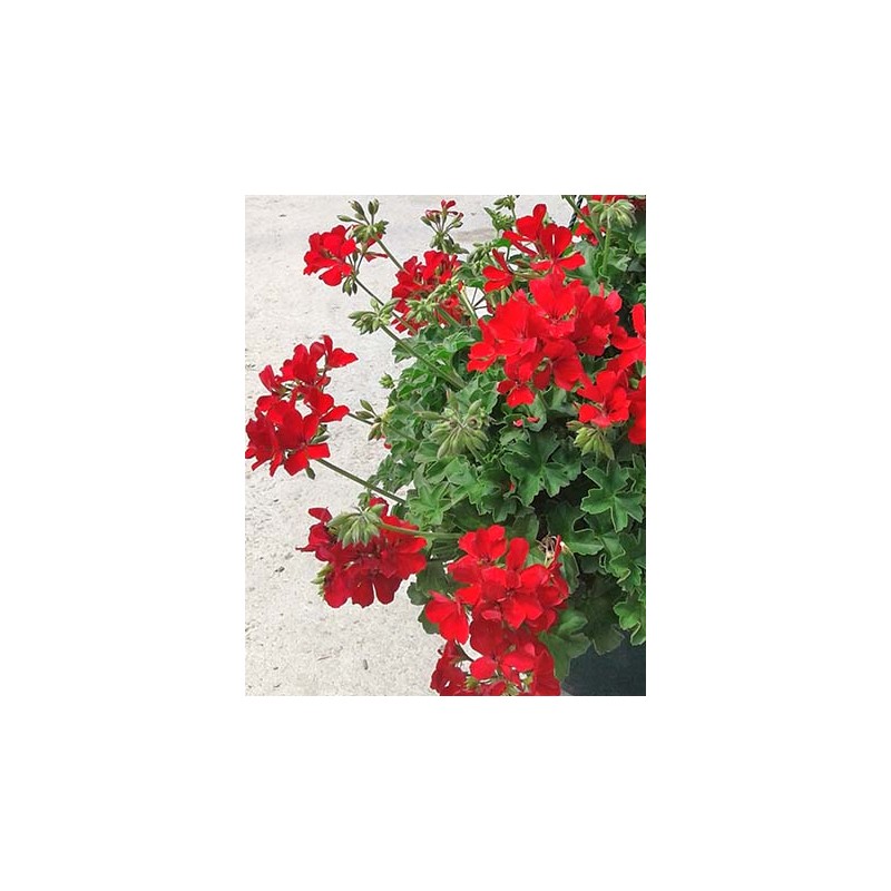 PELIS 25 TT Colgador