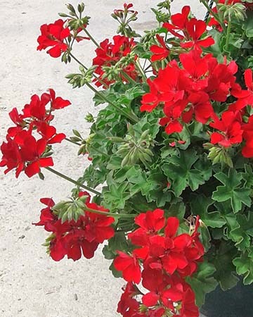 PELIS 25 TT Colgador