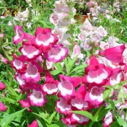 PENSP 17,5x17,5-4L MC