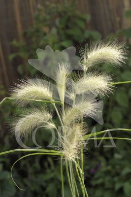 PENVI 17,5x17,5:4L MC