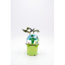 PEPIN 10,5 Colección Kids E