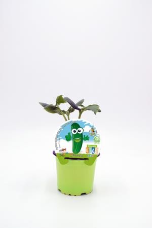 PEPIN 10,5 Colección Kids E