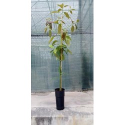 PERAM 22 MC Alt.100/125 E