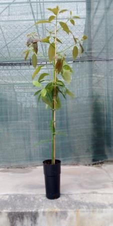 PERAM 22 MC Alt.100/125 E