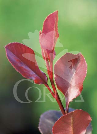 PHOLI 5L MC Alt.40/60