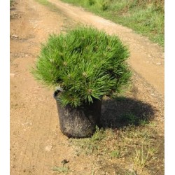 PIDTA 7,5L Alt.40/50 E