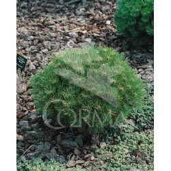 PINMA 7,5L Alt.30/40 E