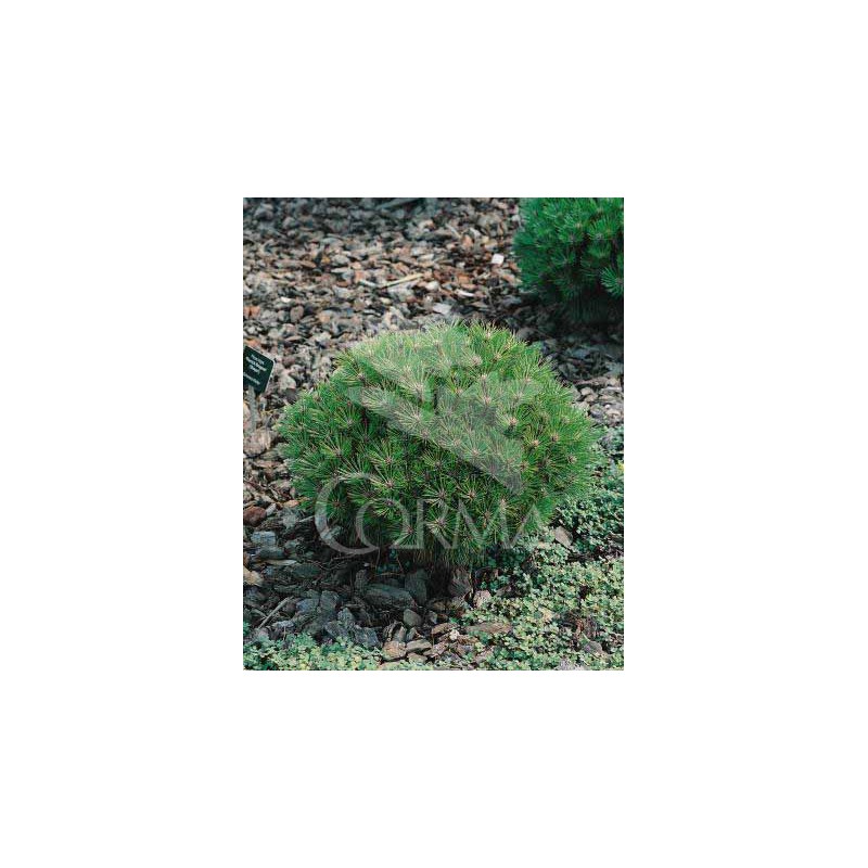 PINMA 7,5L Alt.30/40 E