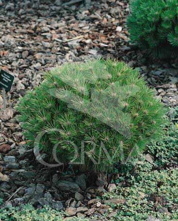 PINMA 7,5L Alt.30/40 E