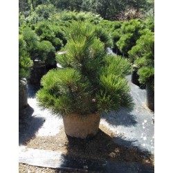 PINNA 15L Alt.40/60 E