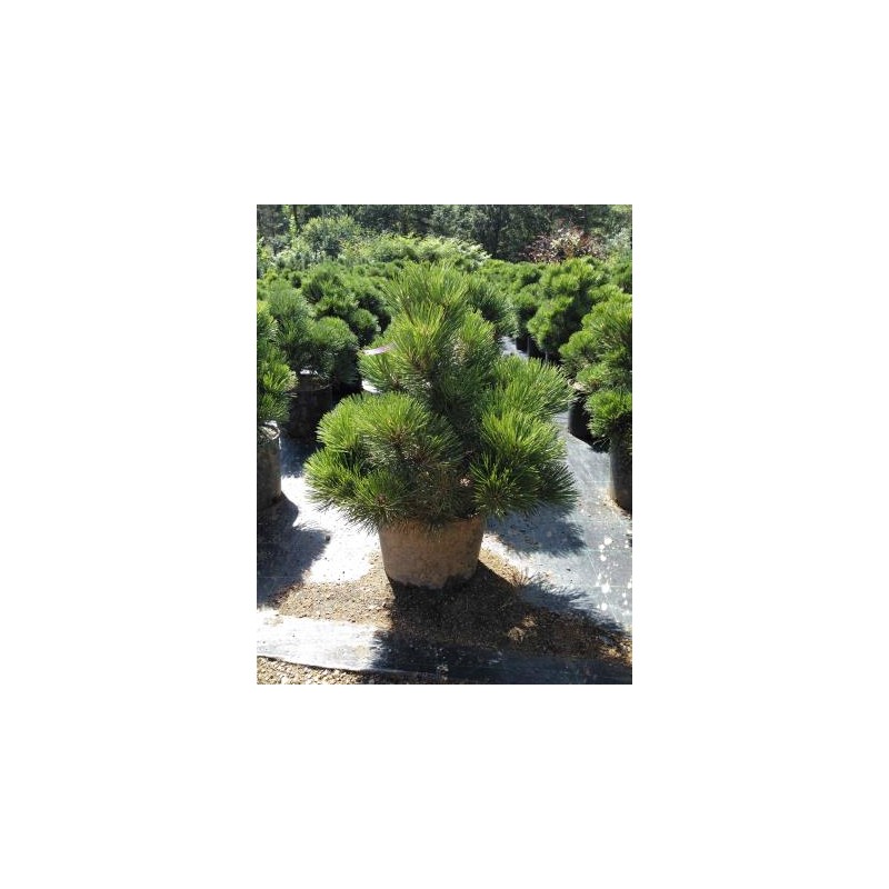 PINNA 15L Alt.40/60 E