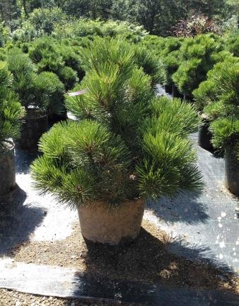 PINNA 15L Alt.40/60 E