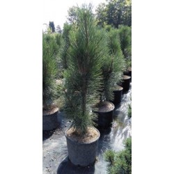 PINPY 20L Alt.100/125 E