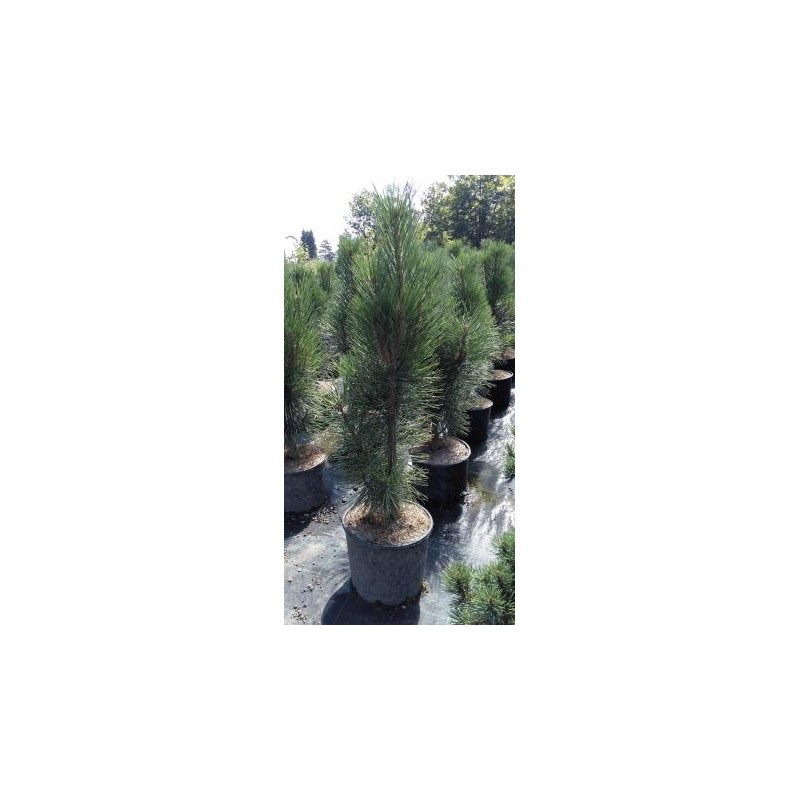 PINPY 20L Alt.100/125 E