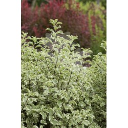 PITMA 5L Alt.hasta 40 E