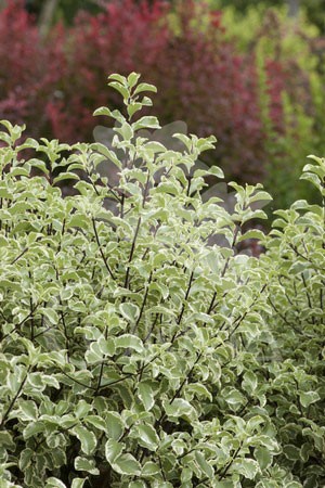 PITMA 5L Alt.hasta 40 E