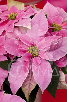 PONPR 13 Purpurina E