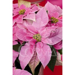 PONPR 13 Purpurina Envol. E