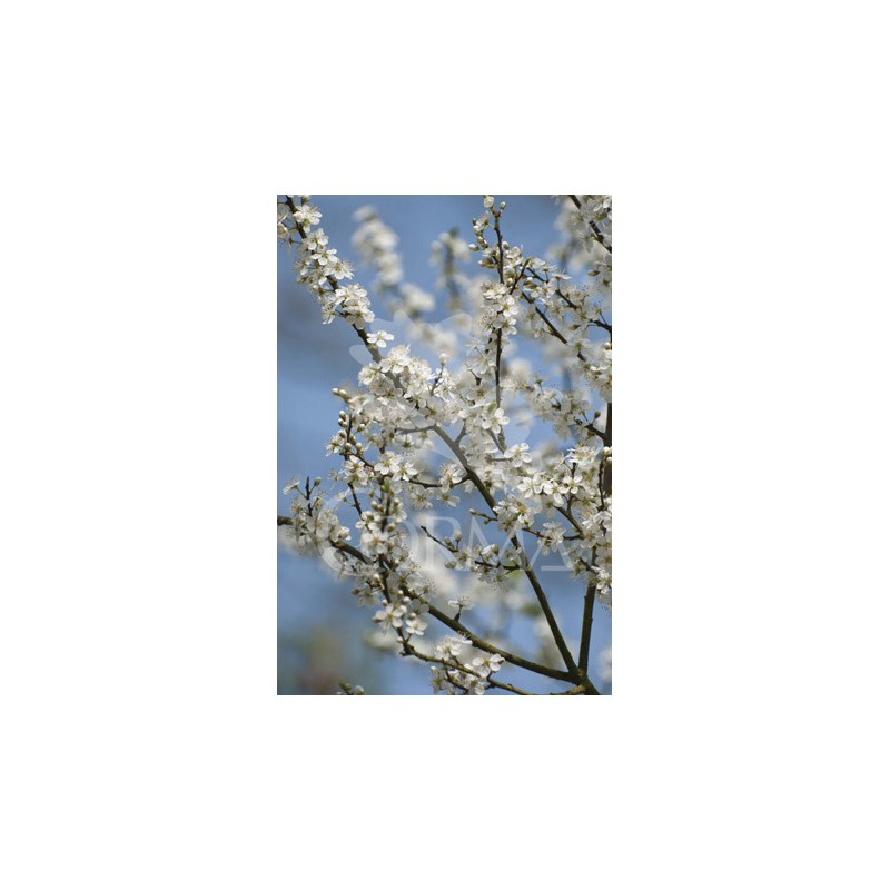 PRSPI 14x14-2L 3caña/tut.40/60 E