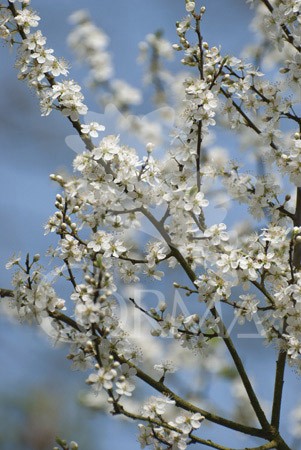 PRSPI 14x14-2L 3caña/tut.40/60 E