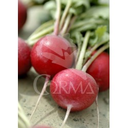 RAPSA 10,5 Rábano...