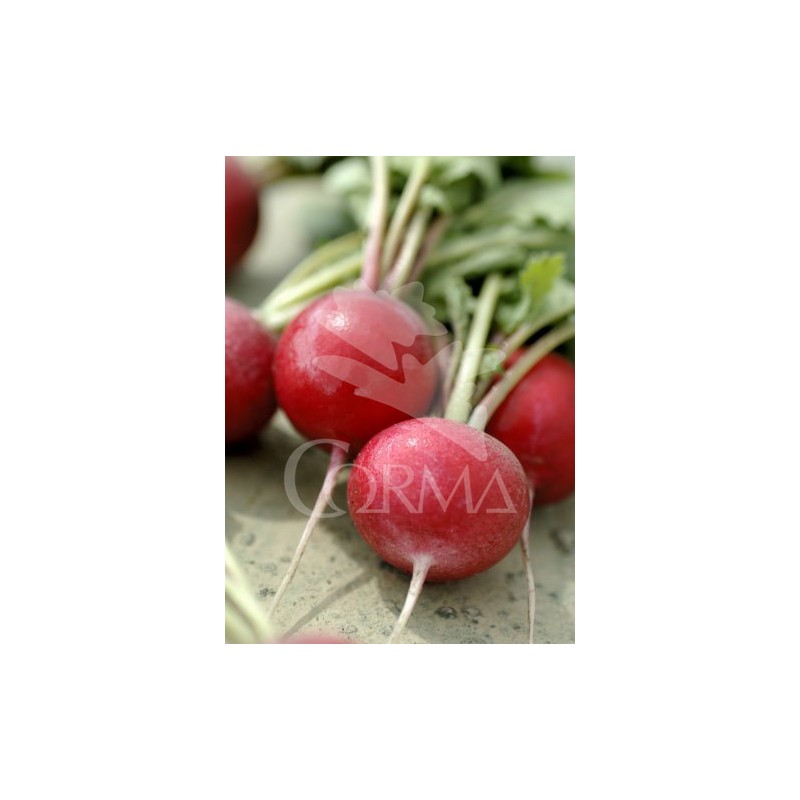 RAPSA 10,5 rábano Colores ECO E