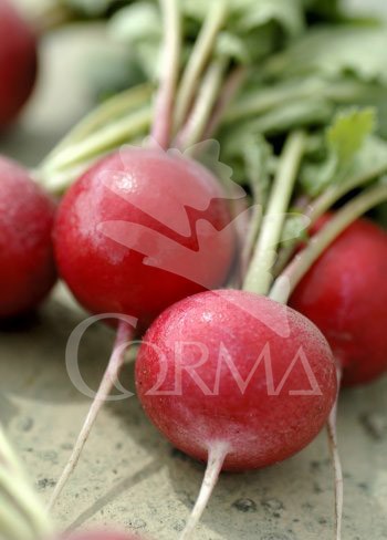 RAPSA 10,5 rábano Colores ECO E