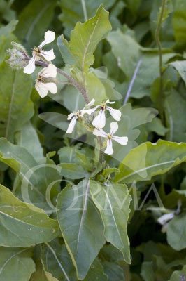 RUCUL Band.08x06 Rúcula E