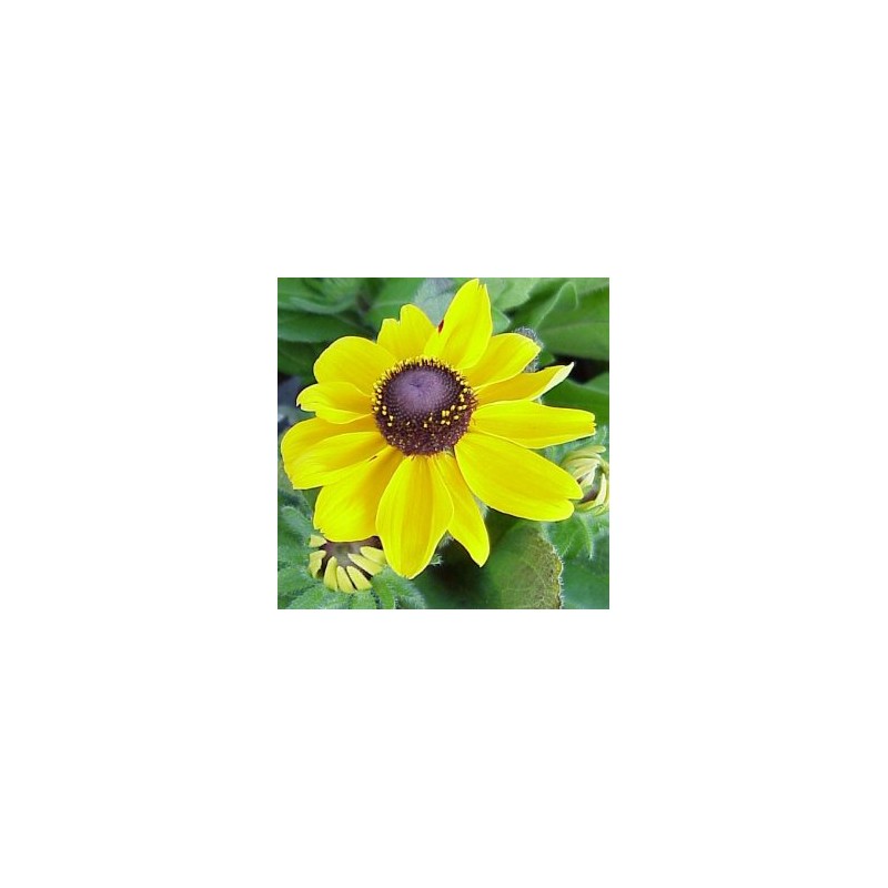 RUDBE 17,5x17,5-4L MC