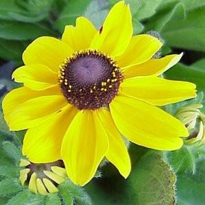 RUDBE 17,5x17,5-4L MC