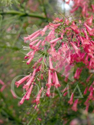 RUSSC 15,5x15,5:2,5L Mediterránia