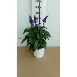 SALVA 14 MC Marina E